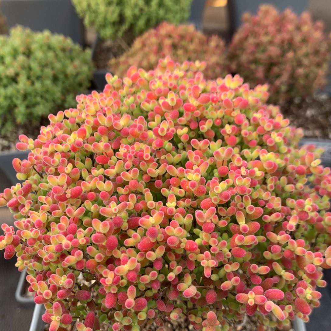 c667蜜橘枝干番杏