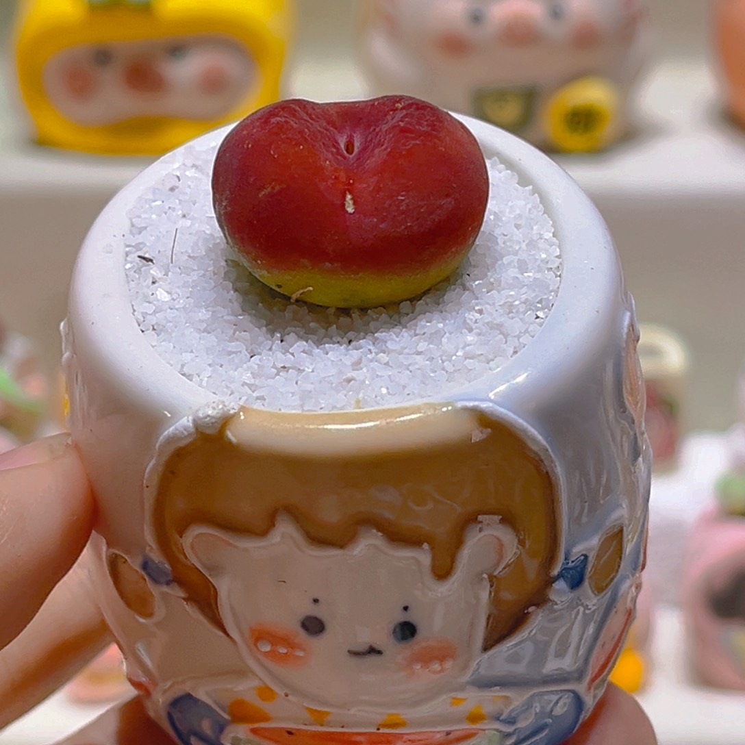 056高端多肉带盆带土