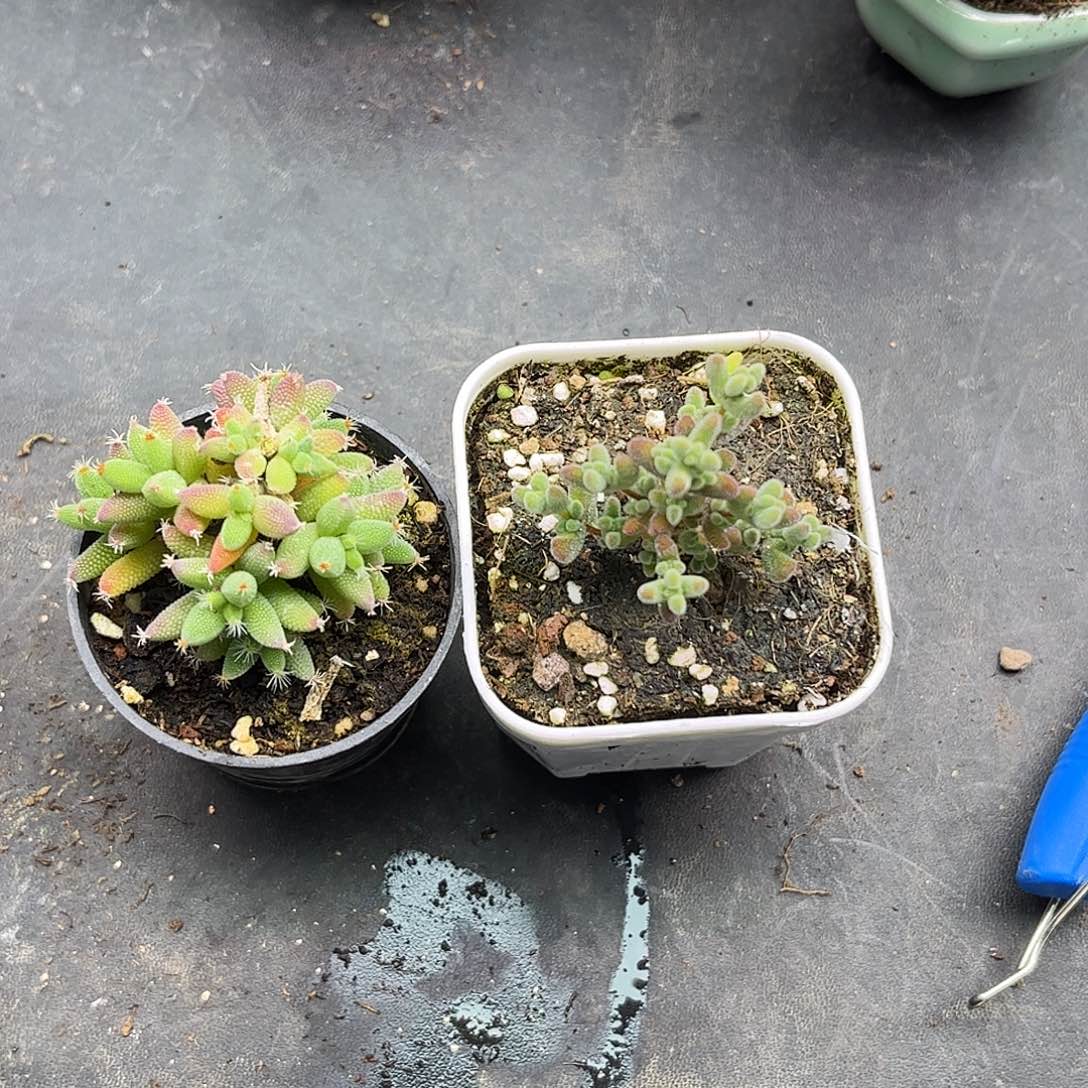 傻***傻实生玉米加实生莱斯