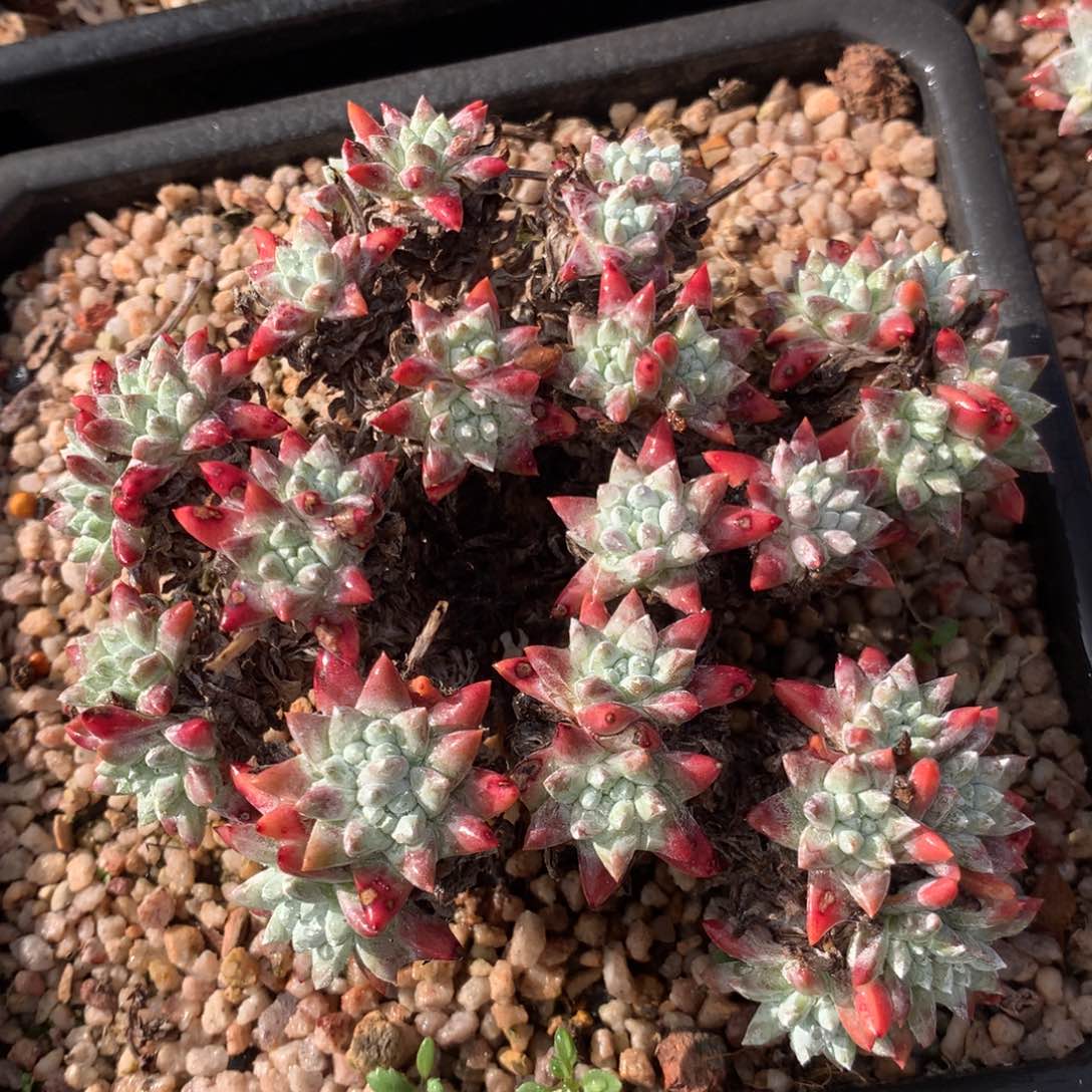 韩菊福利出，多肉植物