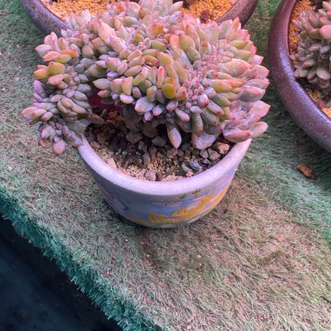 星影树缀无砍多肉