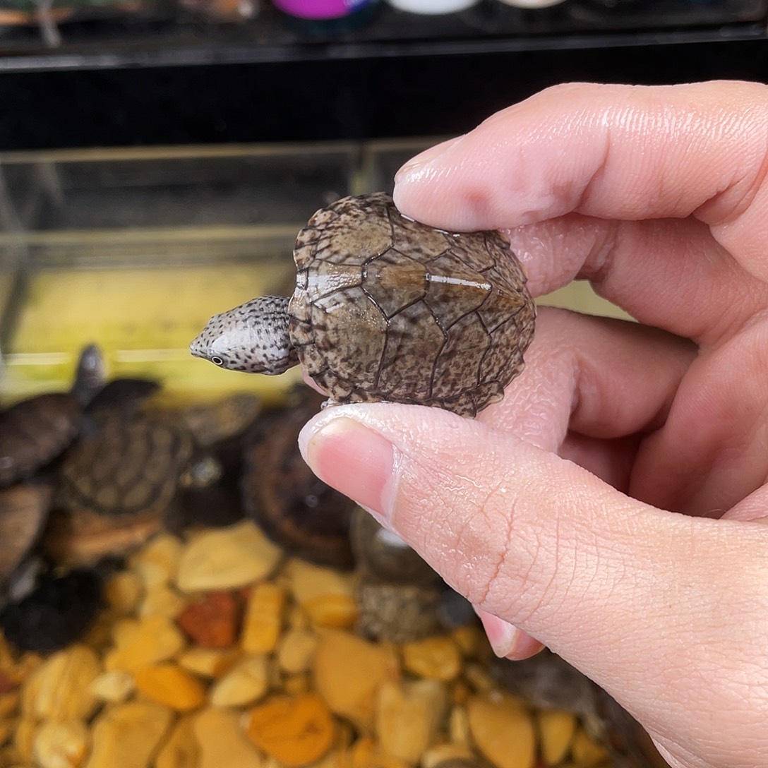 乌***r绿毛龟母点点滴滴点点滴滴