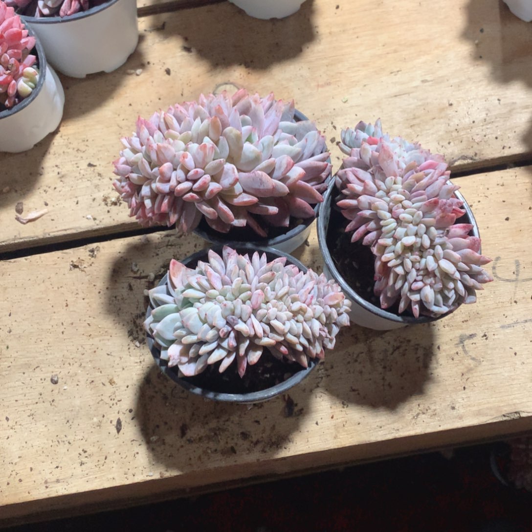 多肉植物多肉植物