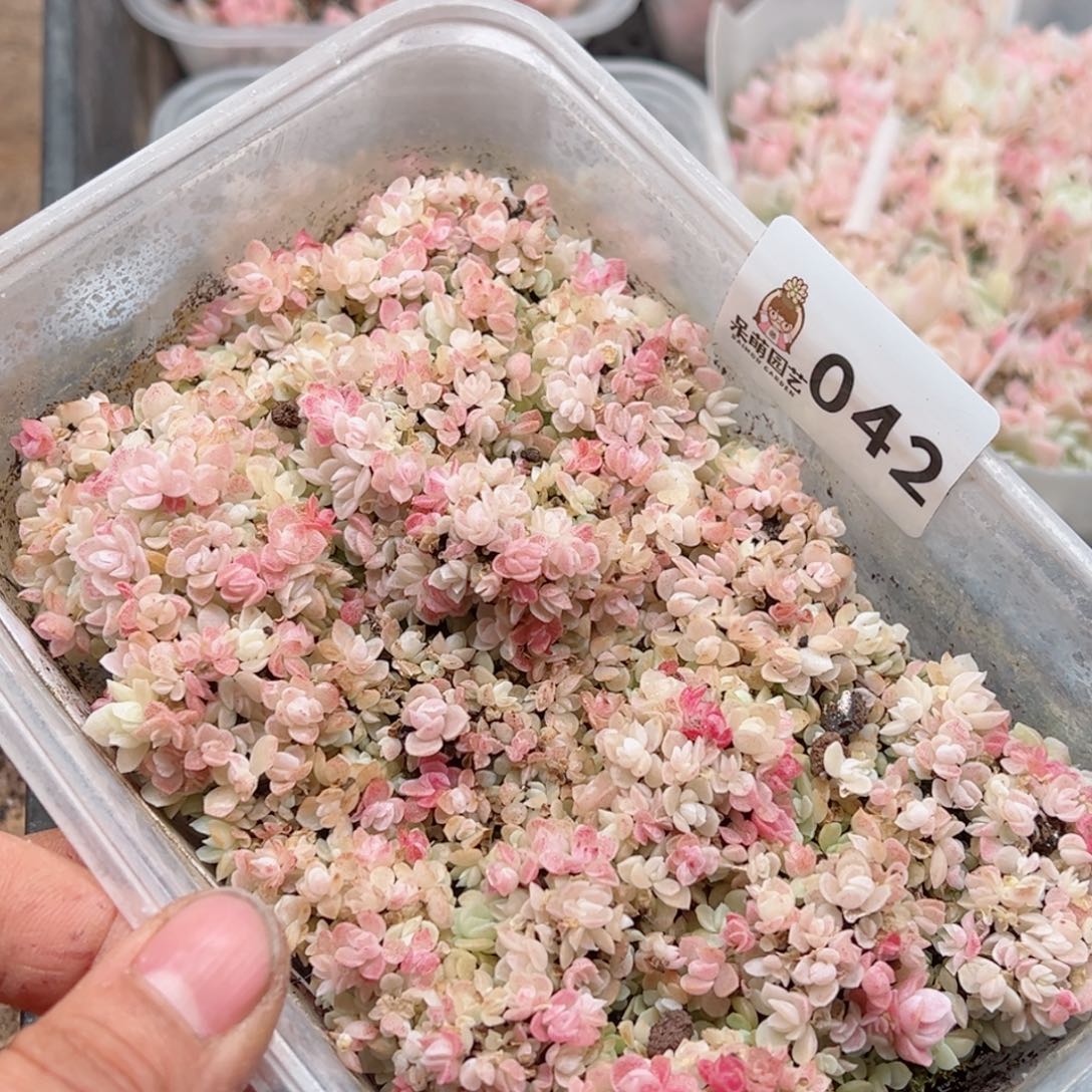 多肉植物多肉植物