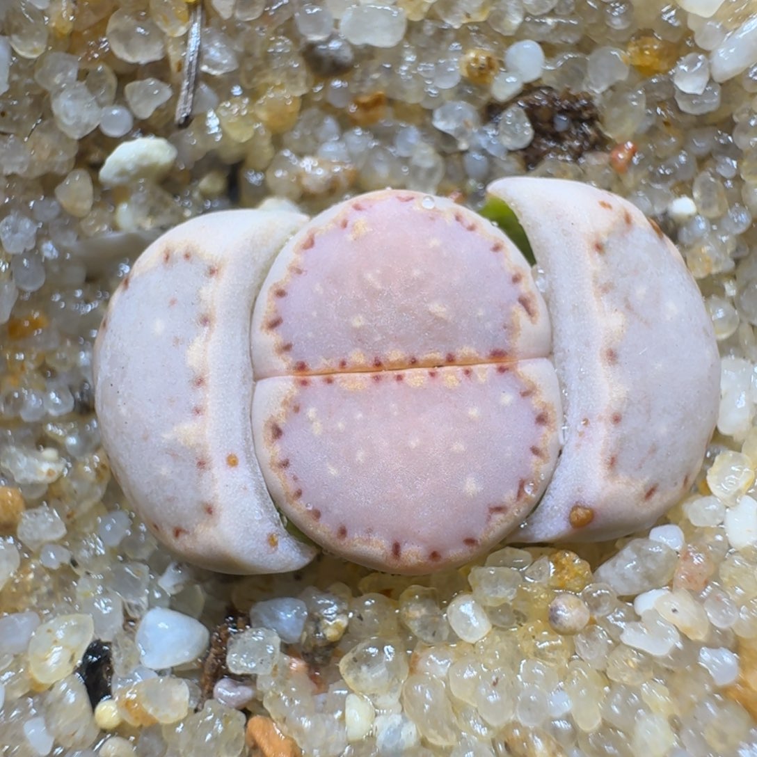 0214-09饼干编号k