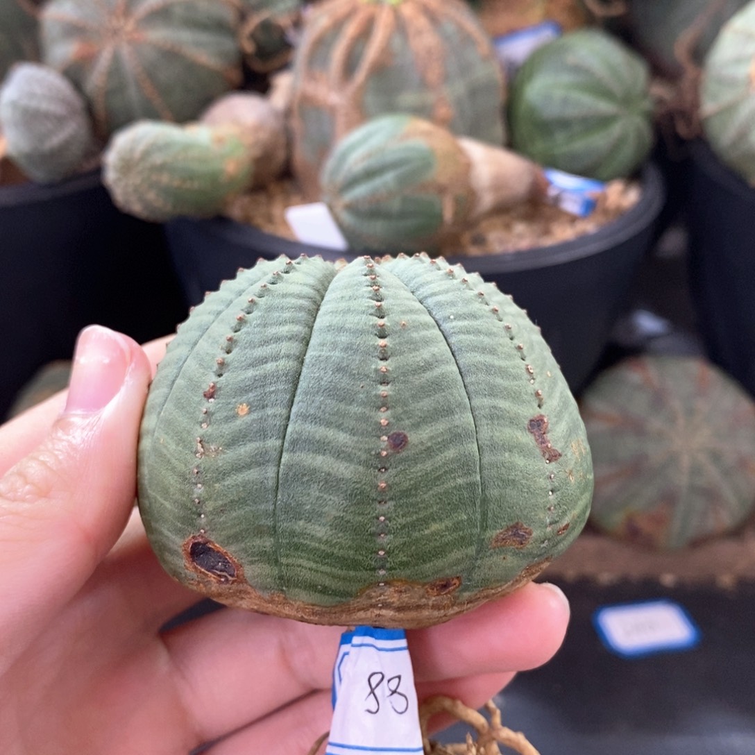 3布纹球精品一物一拍