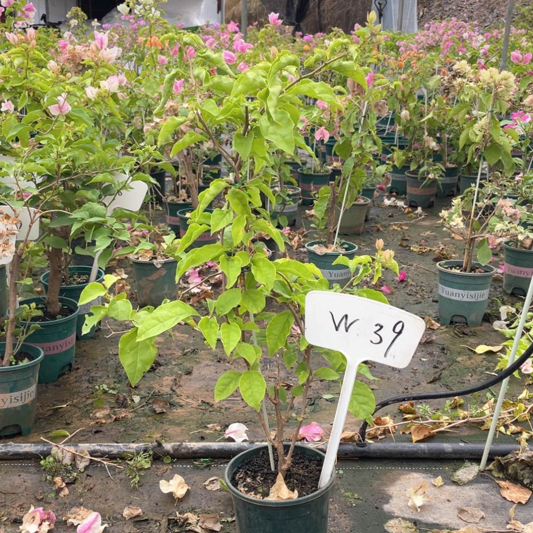 甜***甜全部花朵广红樱W39
