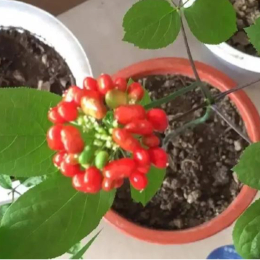 长白山根茎长须植物，