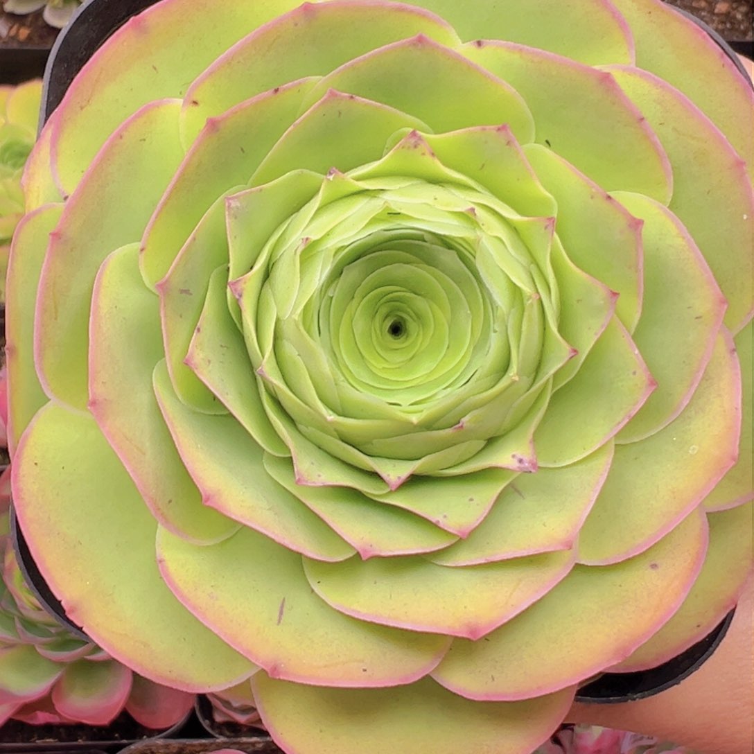 87号恋红尘—山地玫瑰