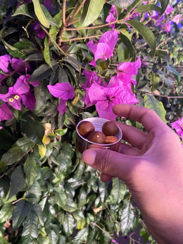 【莎莎专属土特产】牛 簧菇整个