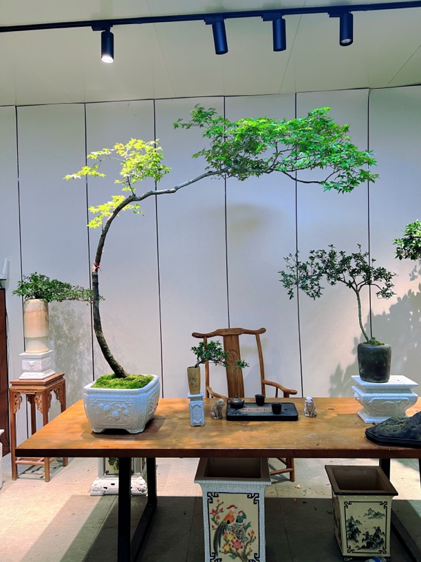 1.8米飘枝海岛石枫绿植室内盆景茶室红鳞蕨植物蕨类