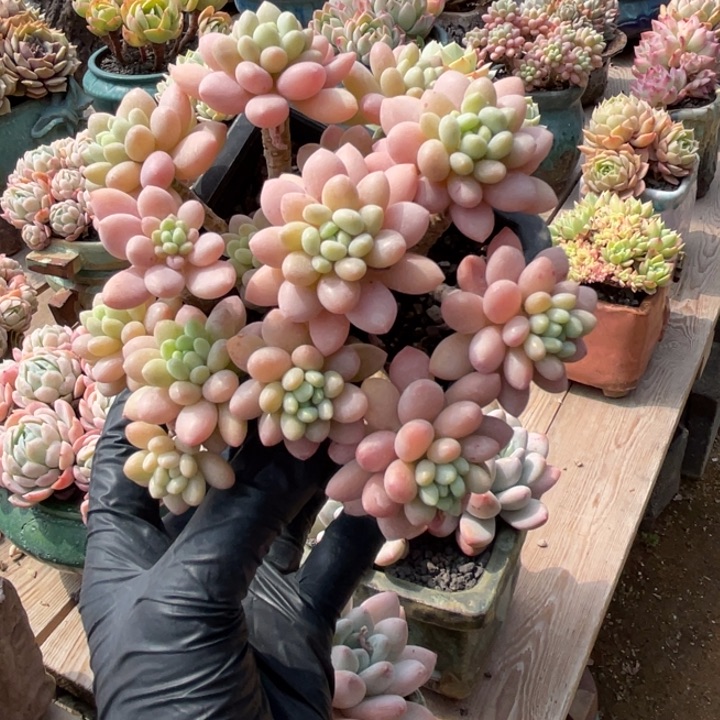 鱼子酱群粉粉嘟嘟