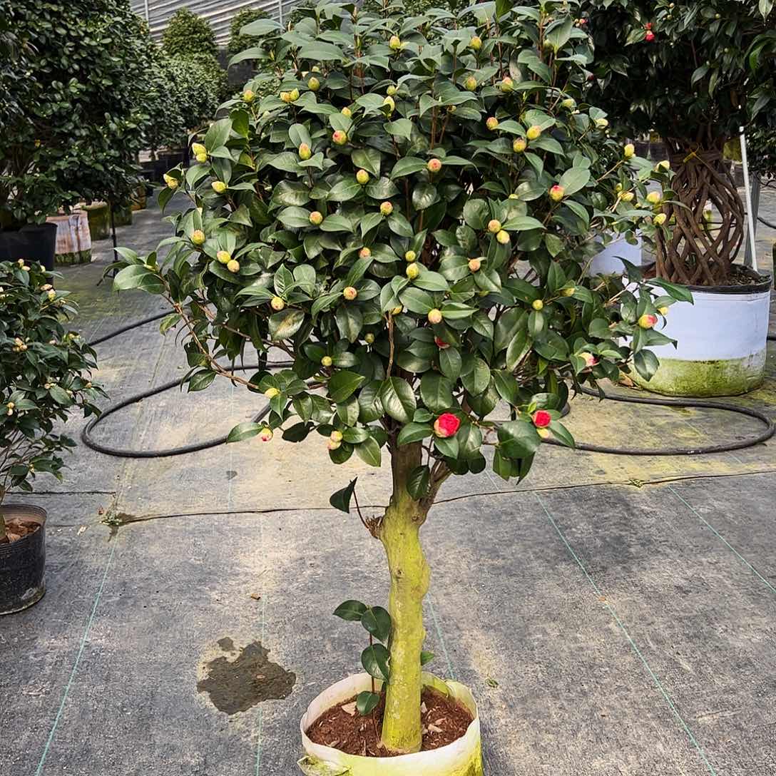 全部花朵探春茶花