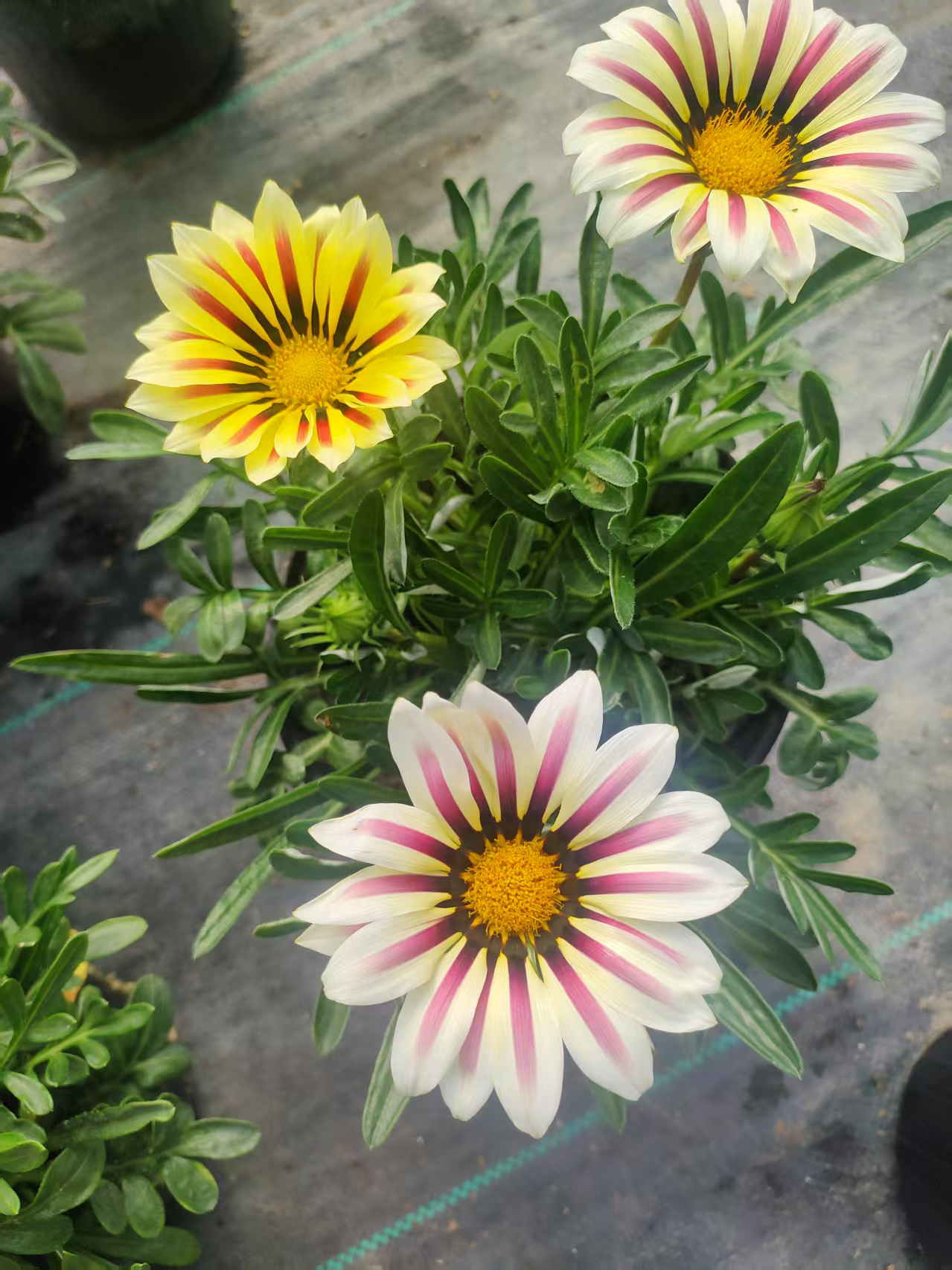 【勋章菊】~白色火焰纹、（顺丰发货）一加仑、多年生草本植物、