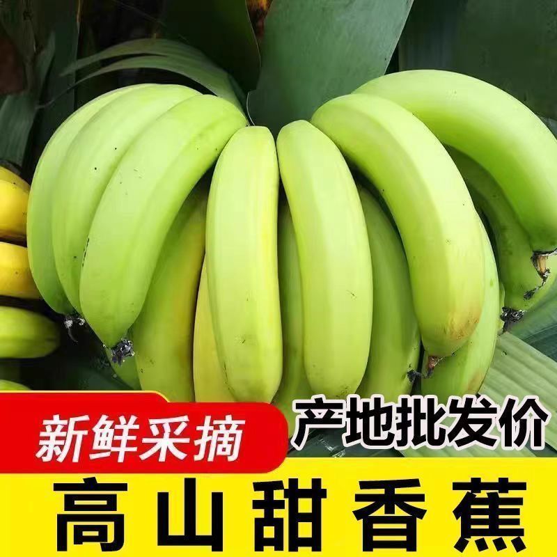 新鲜采摘香蕉甜糯正宗家庭高山自然熟青皮当季水果
