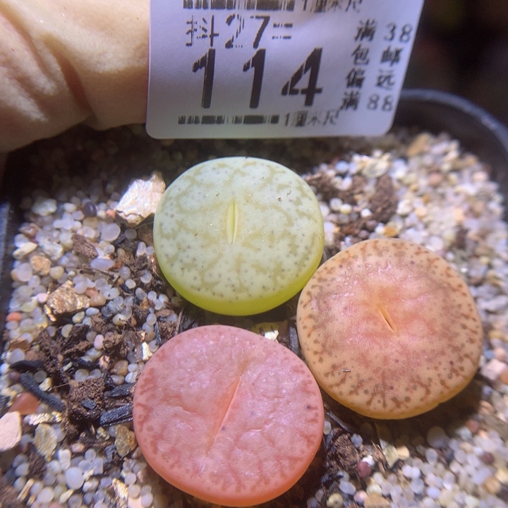 精品生石花27.114