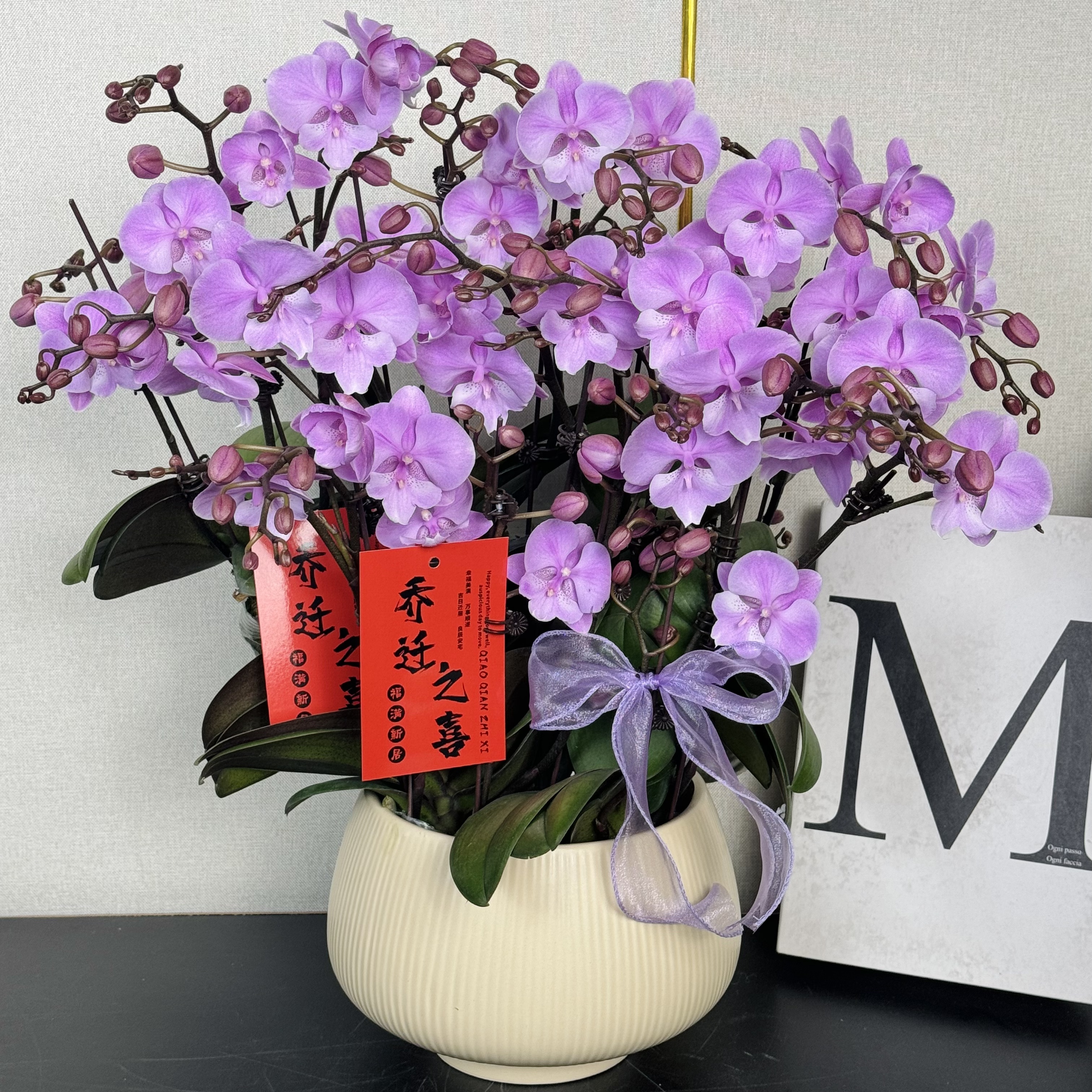 福禄禧【禹城王子】蝴蝶兰盆栽花卉观花植物室内四季开花陶瓷盆4