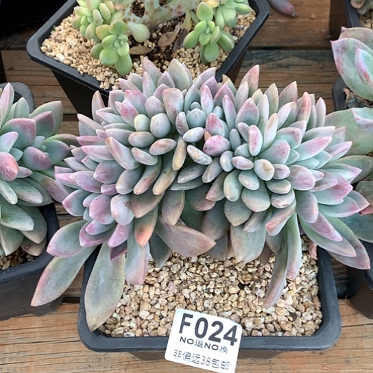 奥普琳娜朵朵024 亏本处理不退不换7-8天发货