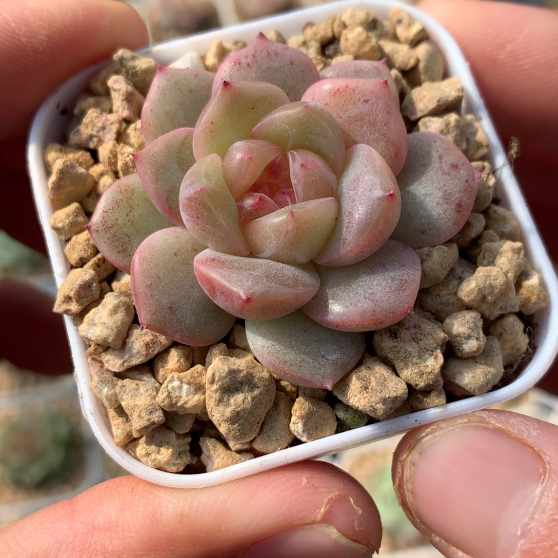 油皮粉体。           7号