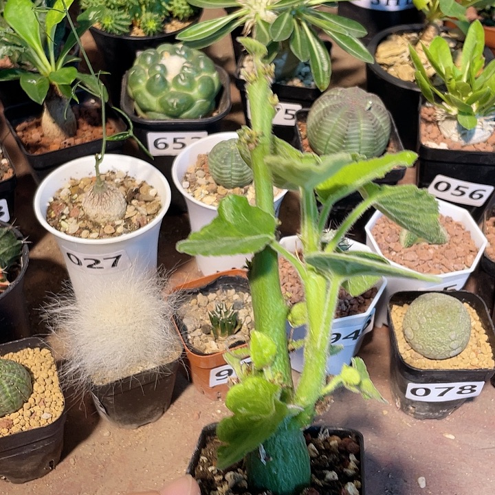 028圣果西番莲块根