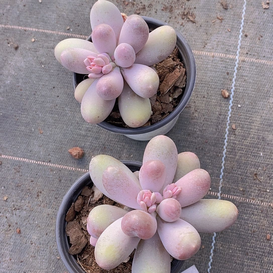 0213-爱心米可单头一颗量拍