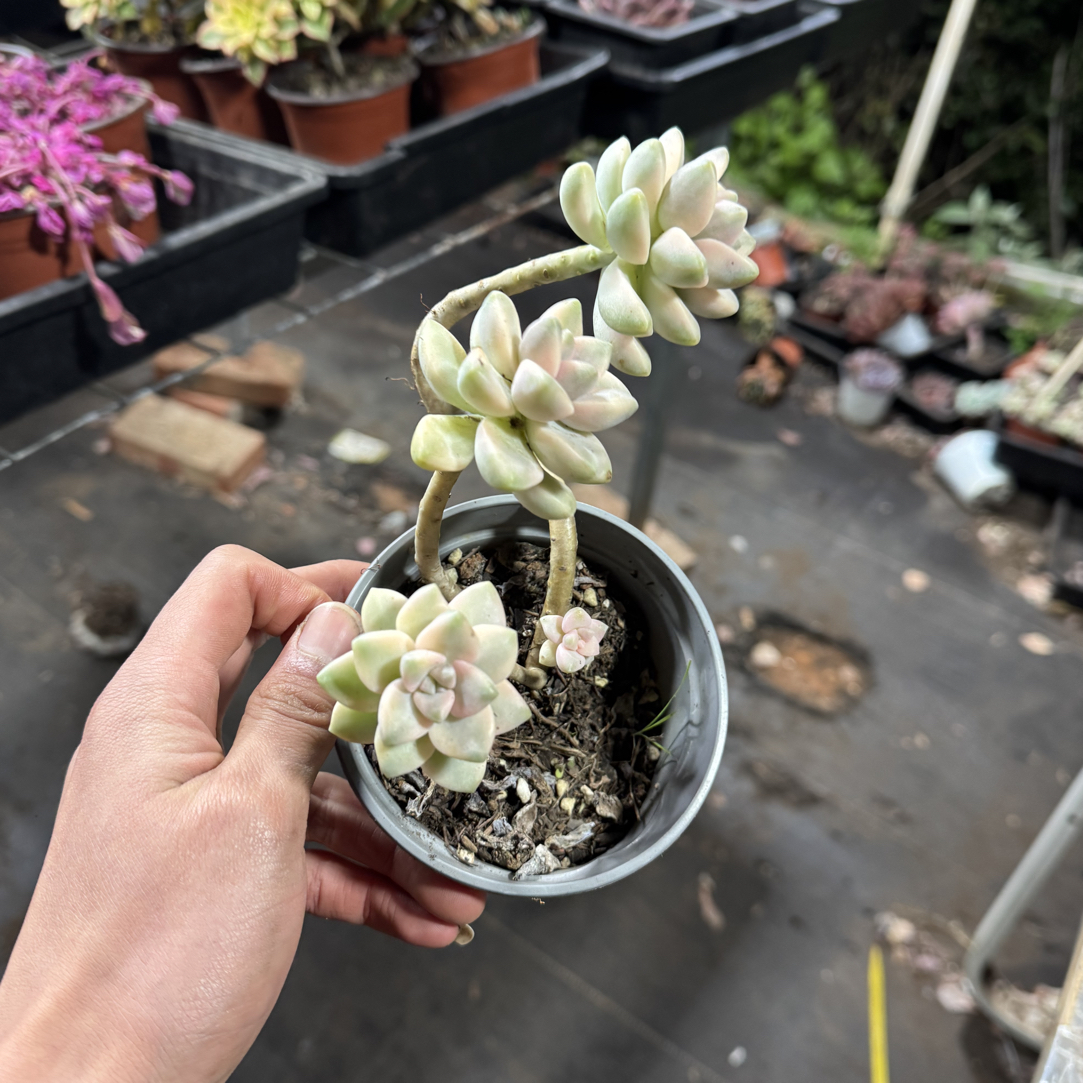  【任意两单包邮】美杏锦阳台办公室庭院老桩盆栽多肉植物