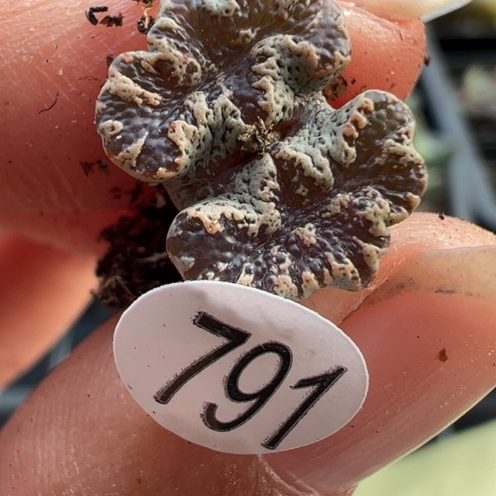 791号111111111111111