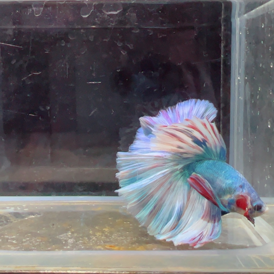 斗鱼浅色特殊尾hhhh