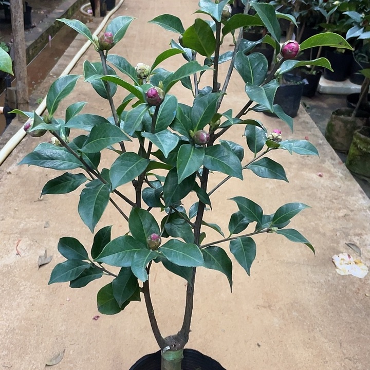 完全开放小精灵嫁接两刀大苗抢