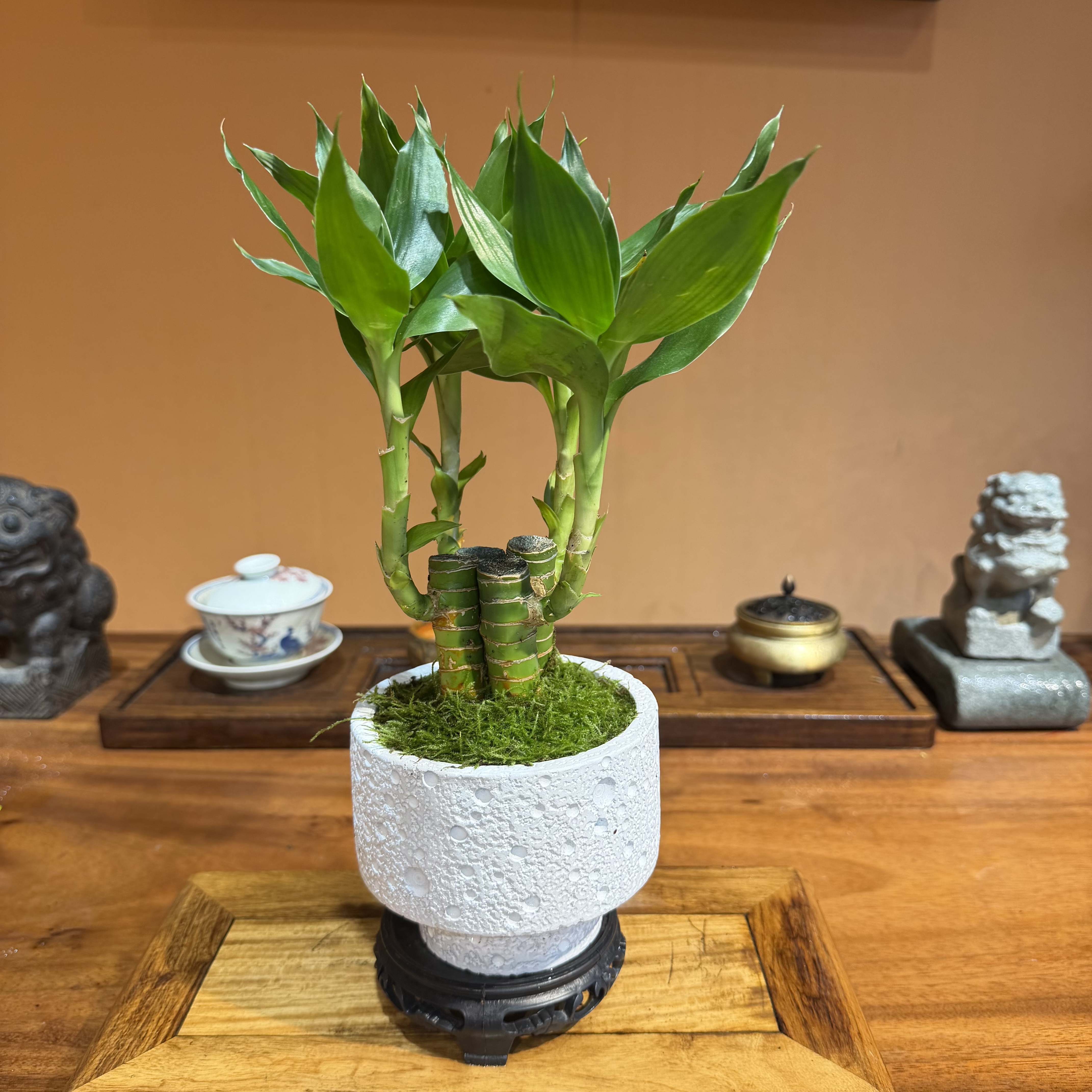 富贵竹客厅文雅盆景办公室植物禅意中式竹子观赏绿植盆栽室内