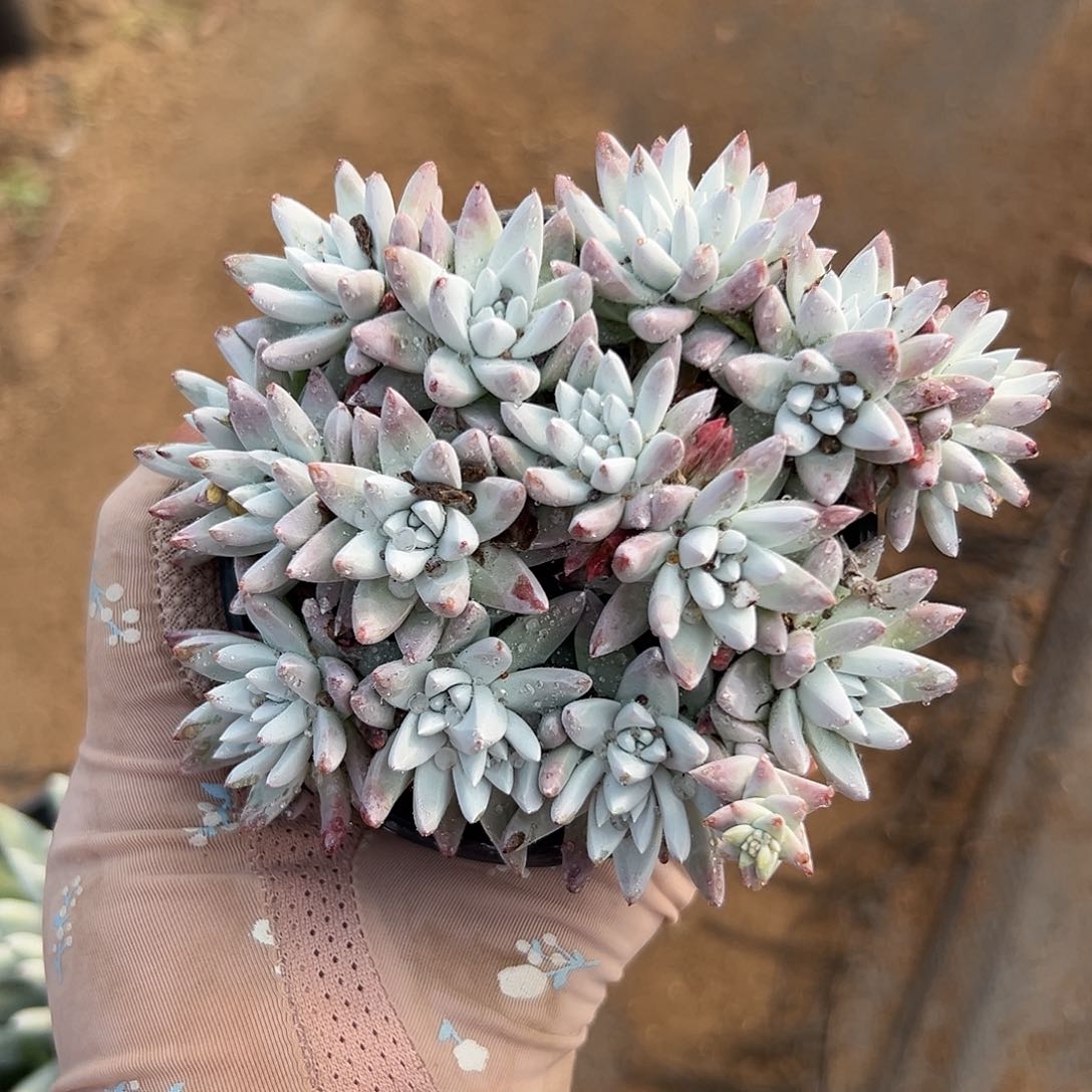 多肉植物多肉植物
