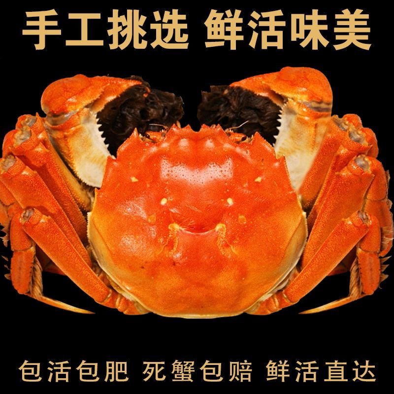 【活蟹】现捕现捞现发大闸蟹母蟹3-2.7两共6-8-10只