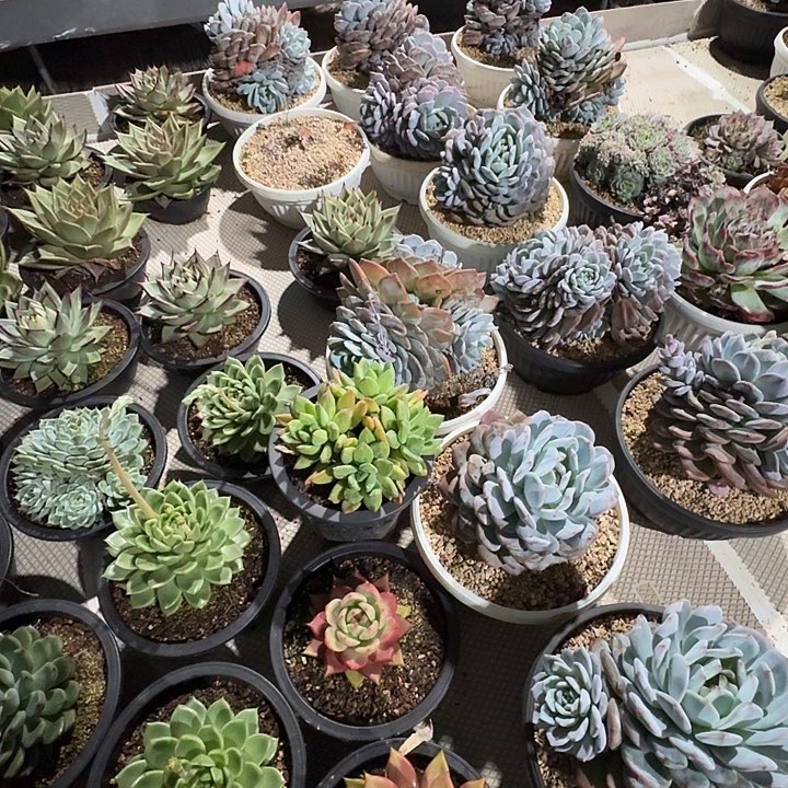 好像：一开始是因为没有足够