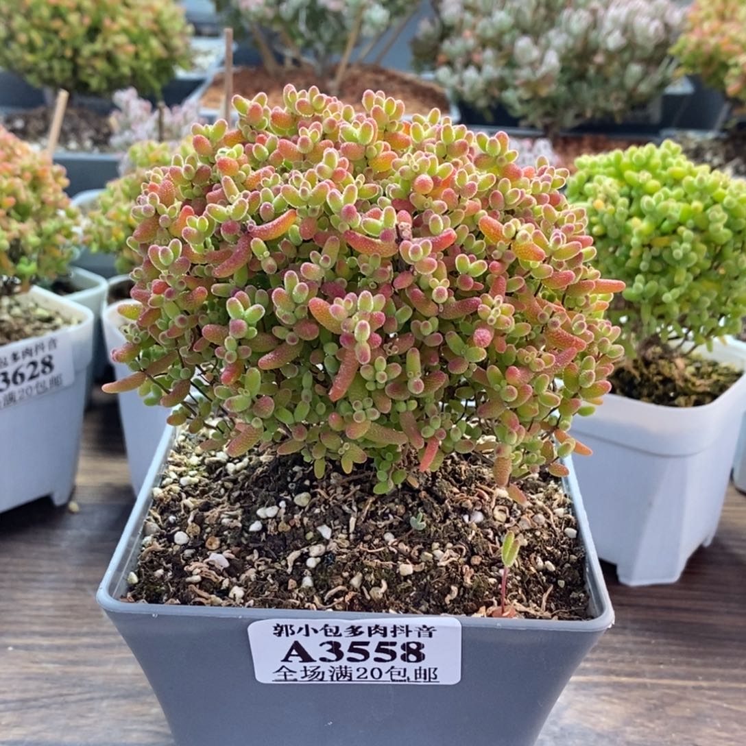 洋***洒蜜橘糖球3558枝干番杏