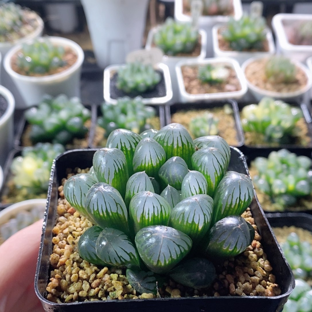 实生玉露母本玉露多肉