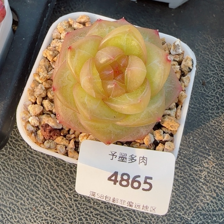 灵泽珍妮，4865多肉植物