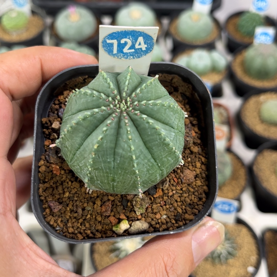 724泰版布纹球带盆带土