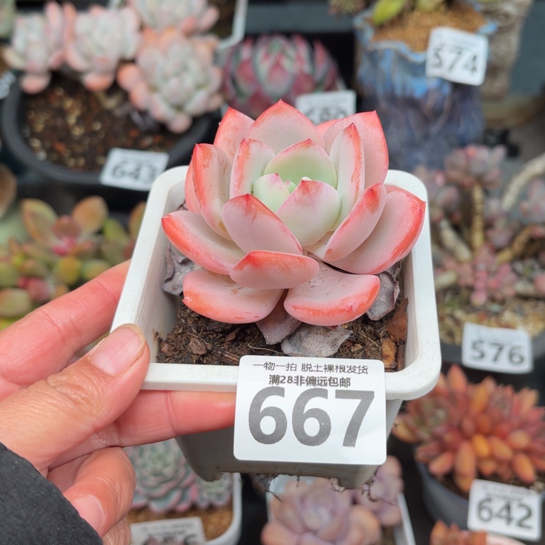 白月光无盆土发货