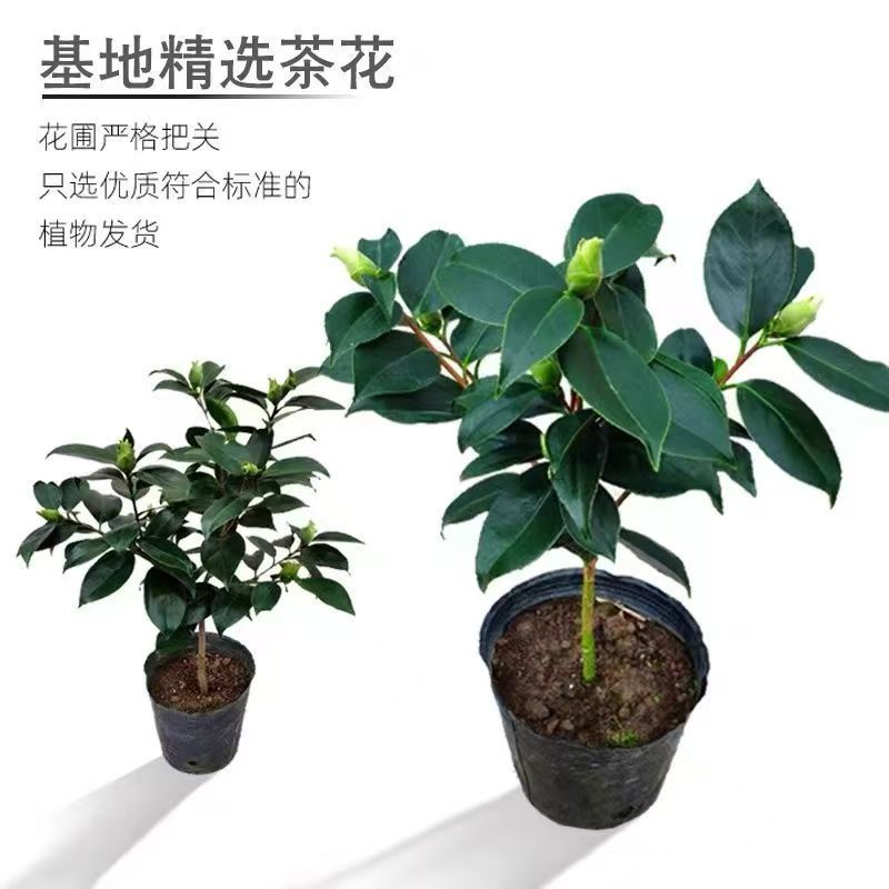 【绿可娜】茶花稀有品种山茶花名贵花卉盆栽盆景植物室内易养绿植
