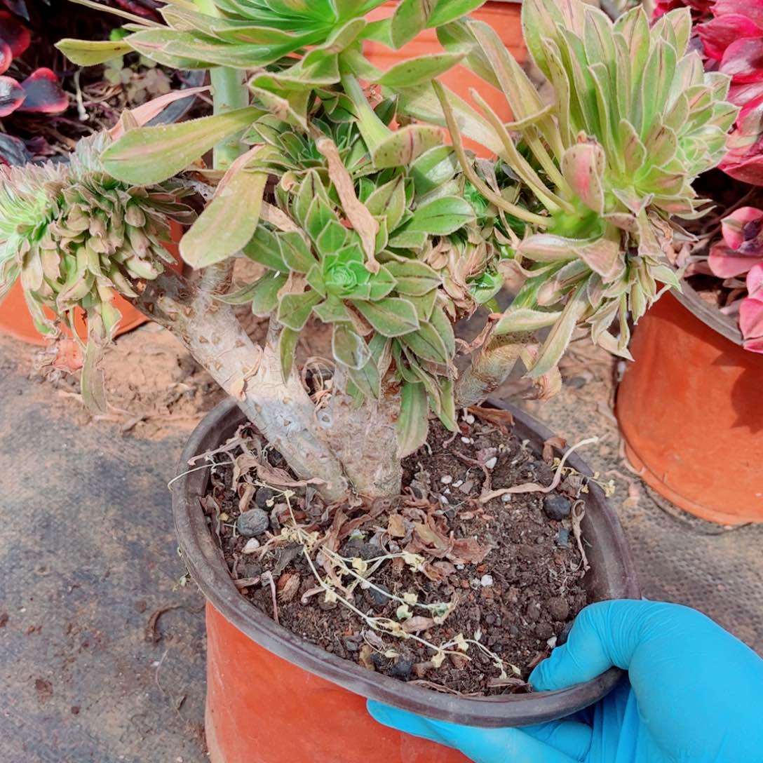 多肉植物579碧螺春