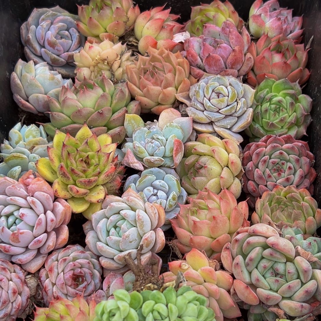 873多肉葡萄的味道是真的很好吃