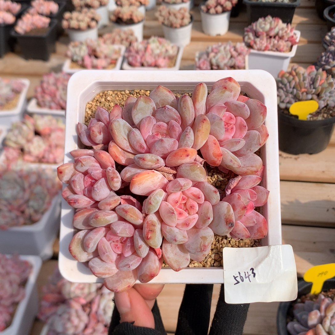 12.5厘米七头溏心橙子 特价 5643