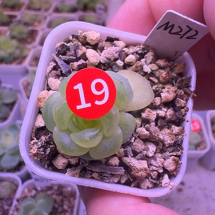 麦***唛272甜心一物一拍四方盆