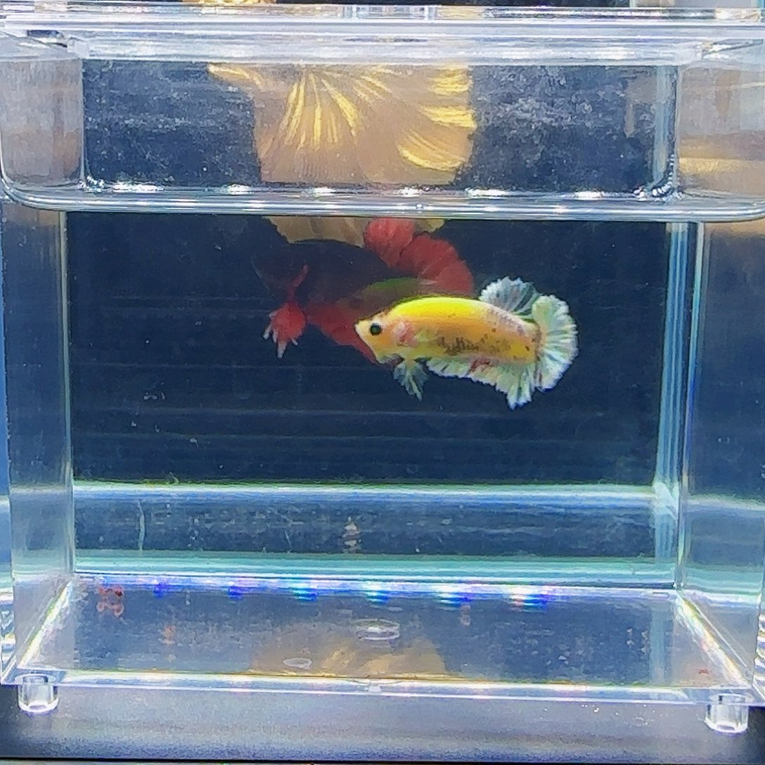 斗鱼活体观赏鱼好养耐活