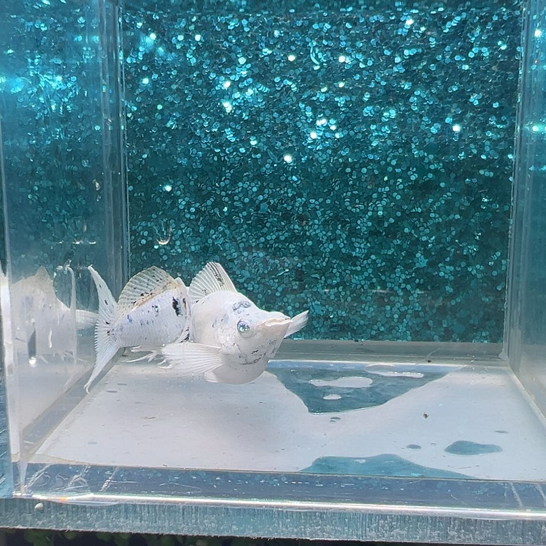 黑玛丽鱼白马玛丽一对0024