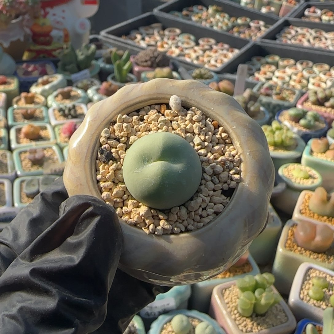 4090/-一物一拍 带盆