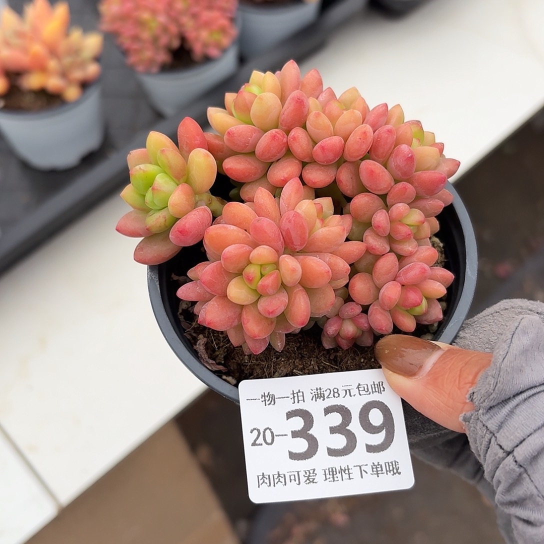 香格里拉无盆土发货