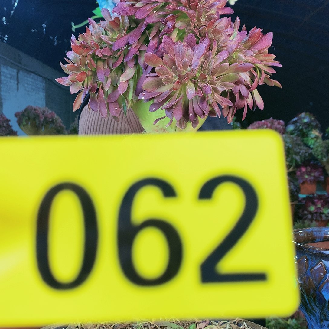 Ssssssssssssssssssss62