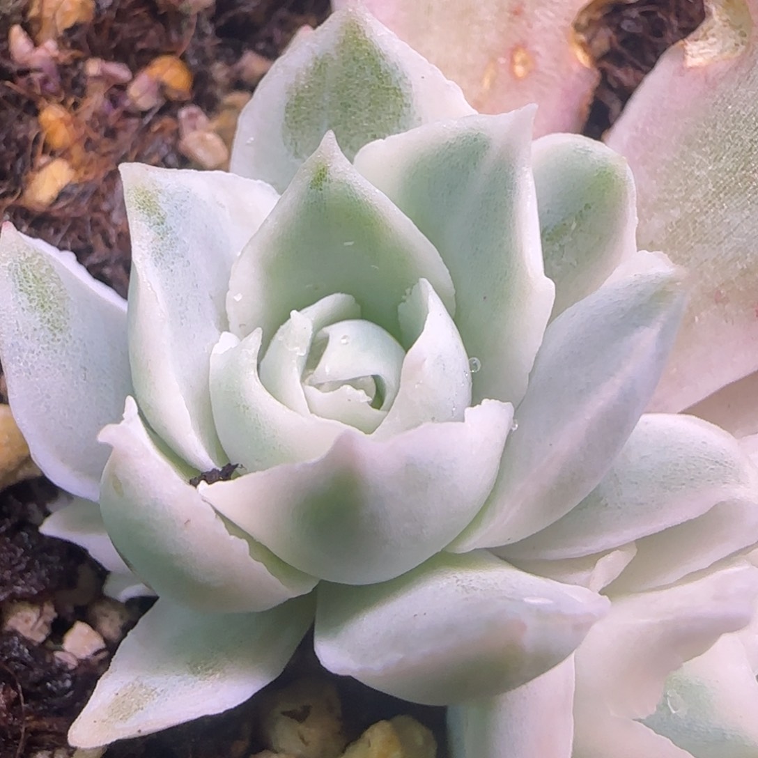 蓝丝绒锦 小头 多肉