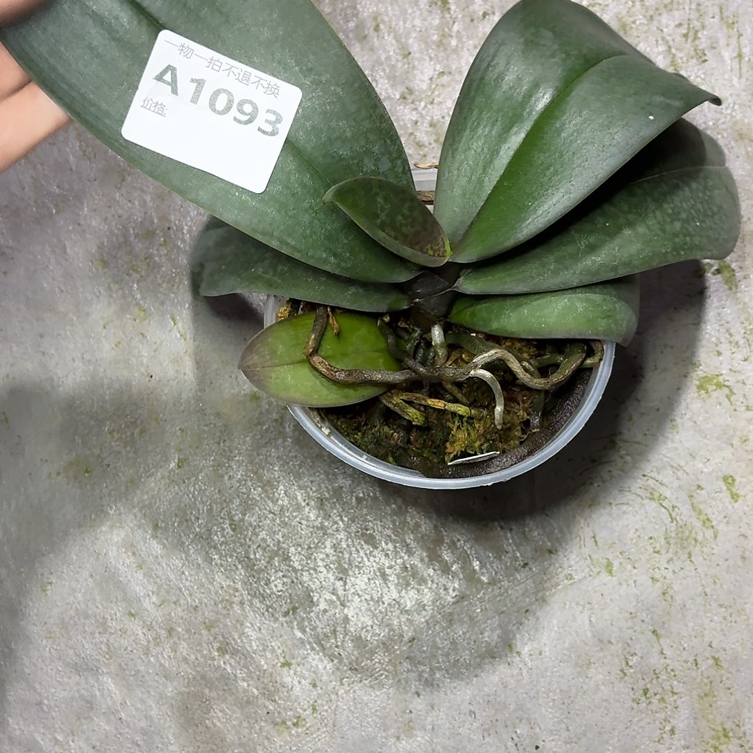 当前无花朵，栽培后可花朵A1093yss1195